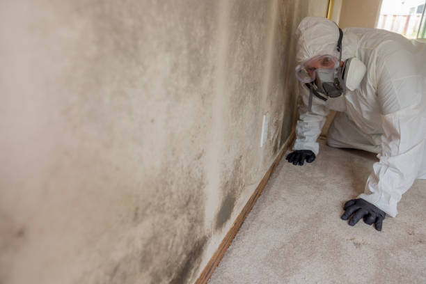 Trusted Vienna, VA Mold Removal Experts